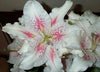 3 x LILIUM Muscadet - Oriental Hybrid Lily - Perennial Garden Plant BULBS