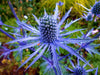 SEA HOLLY SEEDS BLUE COASTAL PERENNIAL FLOWER ERYNGIUM SLYNE GARDEN