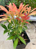 3 PACK (9cm Pots) Pieris Forest Flame Large Evergreen Garden Shrub Plant