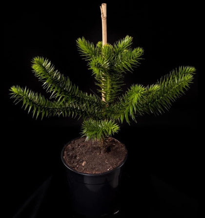 Monkey puzzle Tree (Araucaria) Living fossil XXL 5L Pot 60cm Plant To Your Door