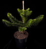 Monkey puzzle Tree (Araucaria) Living fossil XXL 5L Pot 60cm Plant To Your Door