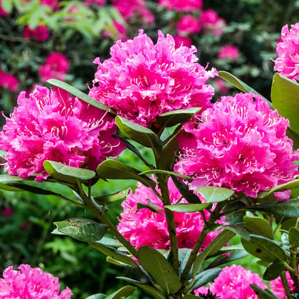 Rhododendron Rocket | Pink Evergreen Flowering Shrub Plant | Hardy Garden Plant