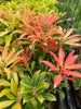 3 PACK (9cm Pots) Pieris Forest Flame Large Evergreen Garden Shrub Plant