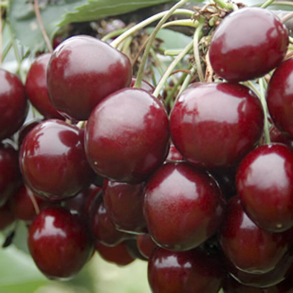 Duo Fruit Cherry Tree 2 varieties on 1 Bare Root Tree Ideal for Small Gardens