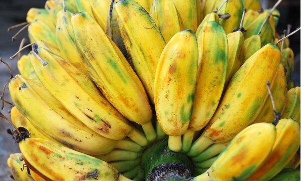 10 X MUSA BALBISIANA EDIBILE Banana Plant Tropical Seeds FROST HARDY