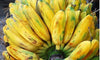10 X MUSA BALBISIANA EDIBILE Banana Plant Tropical Seeds FROST HARDY