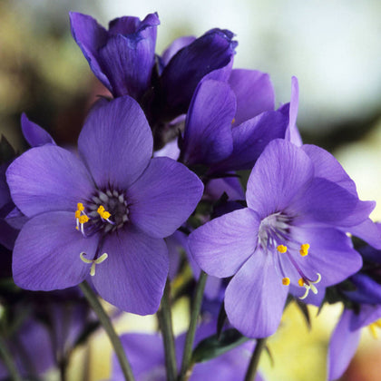 Polemonium Bressingham Purple Jacobs Ladder Upright Perennial Garden Shrub