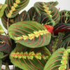 Maranta Fascinator Tricolour Prayer Plant for Home or Office (20-30cm Incl Pot)