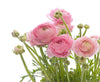 20 Ranunculus Asiaticus PINK Summer Flowering Bulbs Garden Perennial Buttercup