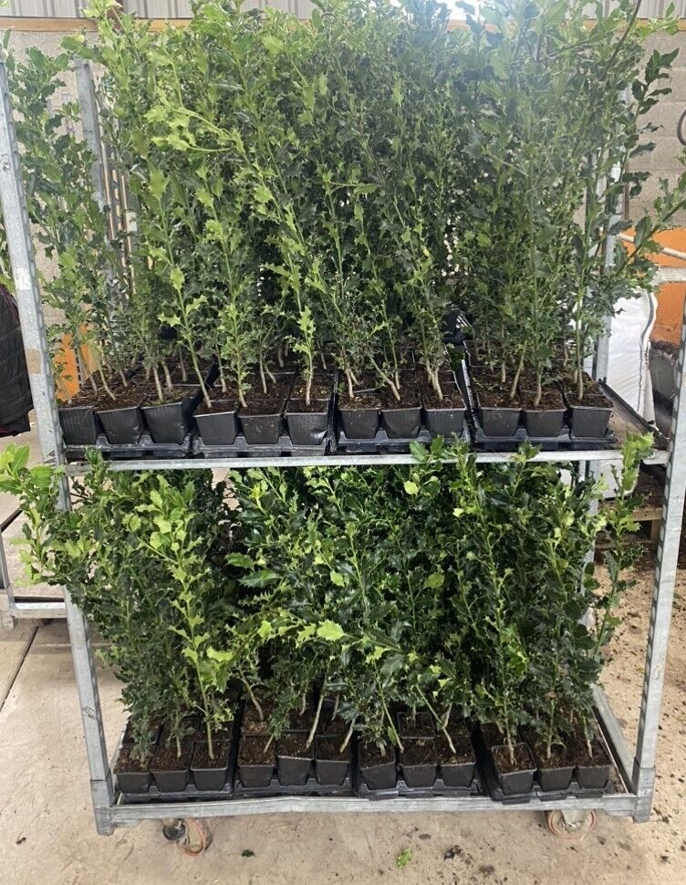 Holly Hedging Plants 2-3ft Native Evergreen Ilex Aquilfolium Fast Growth