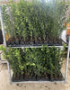 Holly Hedging Plants 2-3ft Native Evergreen Ilex Aquilfolium Fast Growth
