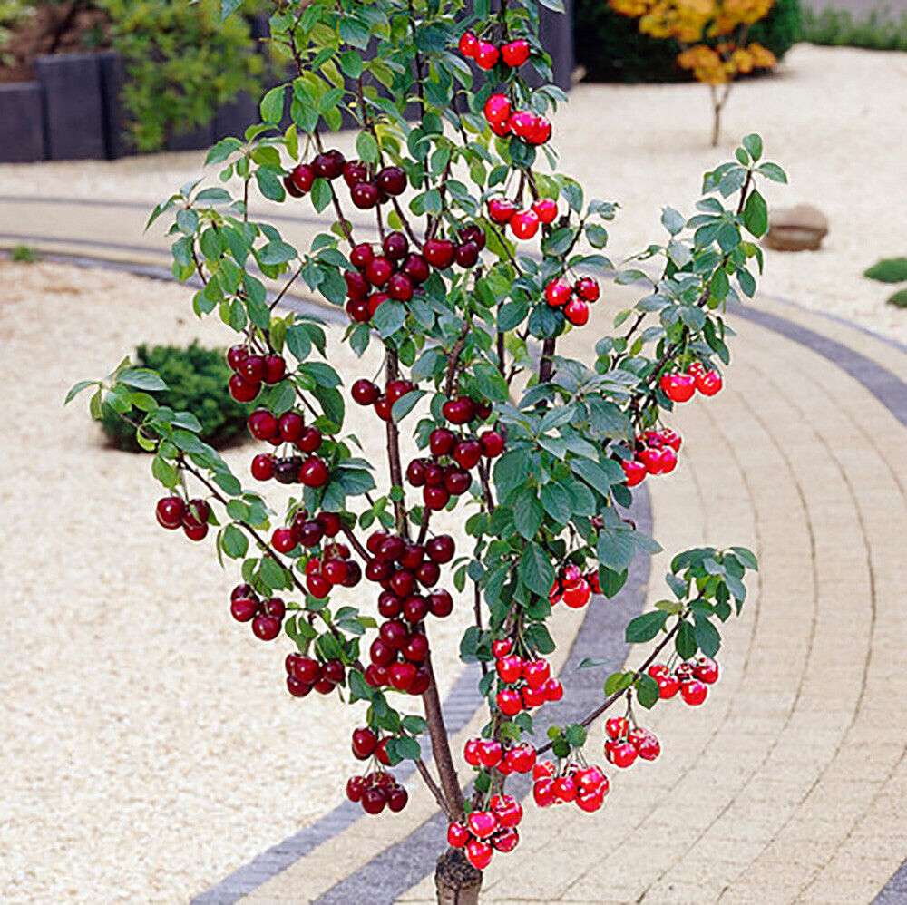 Duo Fruit Cherry Tree 2 varieties on 1 Bare Root Tree Ideal for Small Gardens