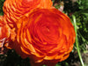 Ranunculus asiaticus Orange - 20 bulbs