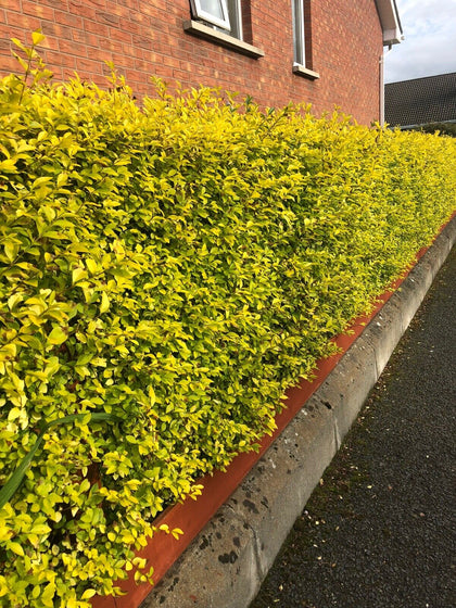 10 Golden Privet Hedging 30-40cm Ligustrum Ovalifolium Aureum Plants Potted