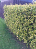 10 Golden Privet Hedging 30-40cm Ligustrum Ovalifolium Aureum Plants Potted