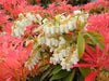 3 PACK (9cm Pots) Pieris Forest Flame Large Evergreen Garden Shrub Plant