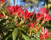 3 PACK (9cm Pots) Pieris Forest Flame Large Evergreen Garden Shrub Plant