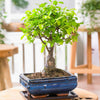 Japanese Zelkova Tree | Bonsai incl. Ceramic Decorative Pot | Height 25-30cm 15x8cm