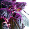 Gynura Purple Passion - Velvet Plant | Indoor Home Office Plant (10-20cm in Pot)