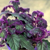 Gynura Purple Passion - Velvet Plant | Indoor Home Office Plant (10-20cm in Pot)