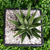 Haworthia Big Band 'Zebra Plant' hardy shade tolerant succulent in 7 cm pot