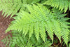 4 x Fern Plant Mix - Ready to Plant Outdoor Ferns 25-35cm in Height - Outdoor Fern Plants