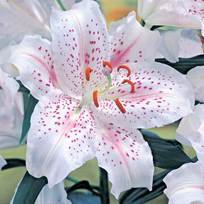 3 x LILIUM Muscadet - Oriental Hybrid Lily - Perennial Garden Plant BULBS