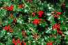 10 Holly Hedging Plants 25-40cm Native Evergreen Ilex Aquilfolium Fast Growth