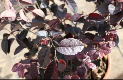 Loropetalum - Chinese Witch Hazel - 45cms tall Garden Plant in a 3L Pot