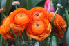 Ranunculus asiaticus Orange - 20 bulbs