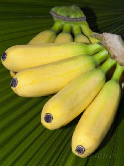 10 X MUSA BALBISIANA EDIBILE Banana Plant Tropical Seeds FROST HARDY