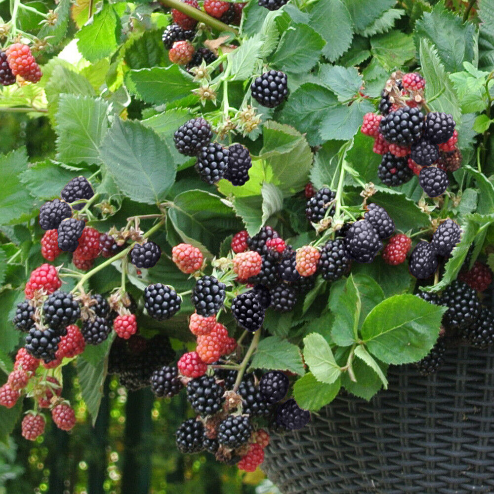 Blackberry Black Cascade 9cm Trailing Fruit Bush