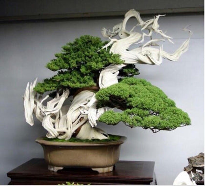 Rare Juniper Bonsai Tree Seeds, Japanese Juniper Bonsai 10 seeds