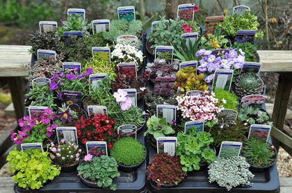 40 Different ALPINES in 9cm POTS - Quality Rockery Plant Collection