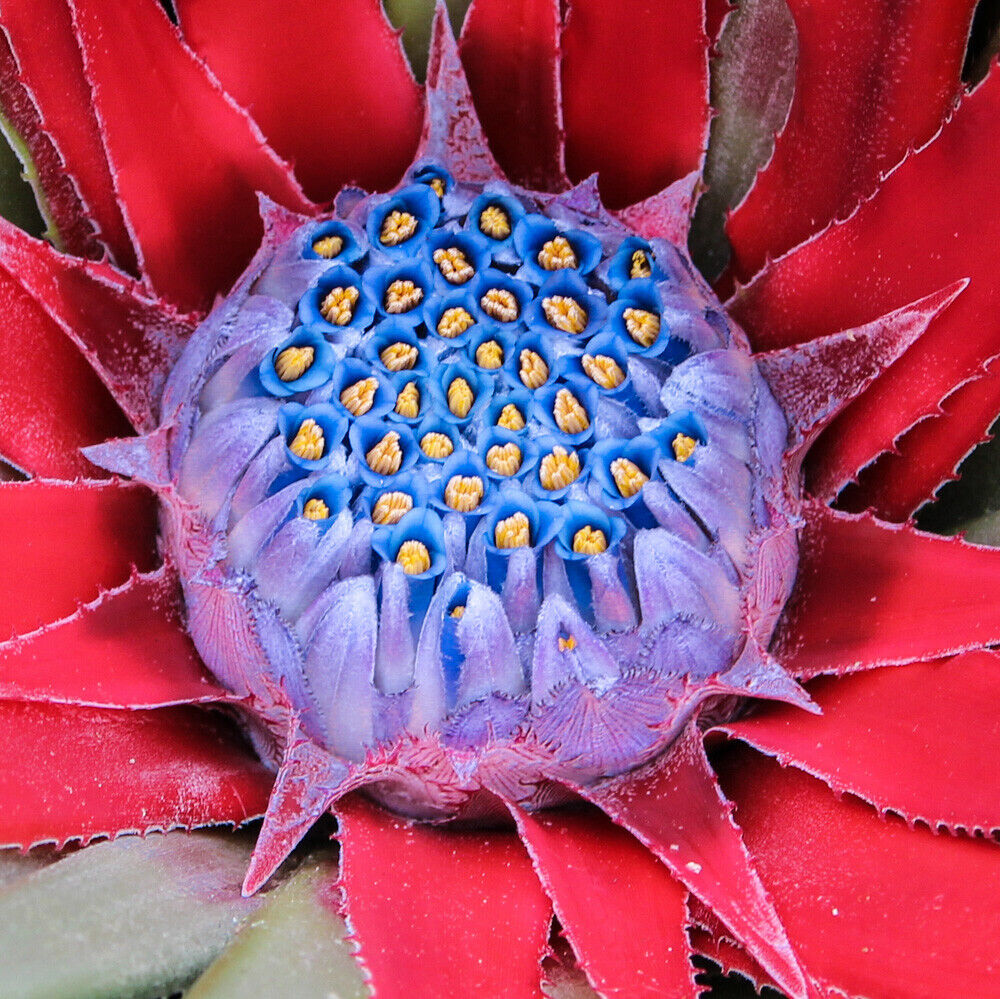 Hardy Bromeliad 'Fascicularia bicolour' Plant in 1L pot