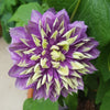Clematis Taiga. Climbing plant with unique flower in 9cm pot.