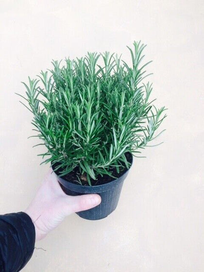 Large Rosemary herb Plant in a 14cm Pot, Upright Evergreen Plant