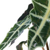 1 x Alocasia Polly African Mask Plant Elephants Ear | Premium Houseplant | 30-40cm with Pot