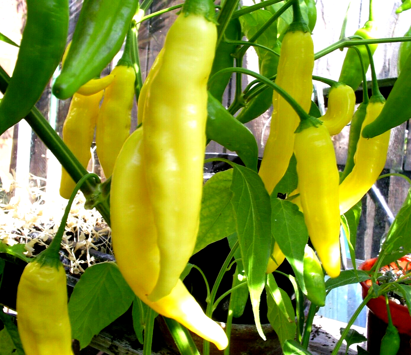 Aji Lemon Drop Chili Chilli Hot Pepper Seeds 10 seeds