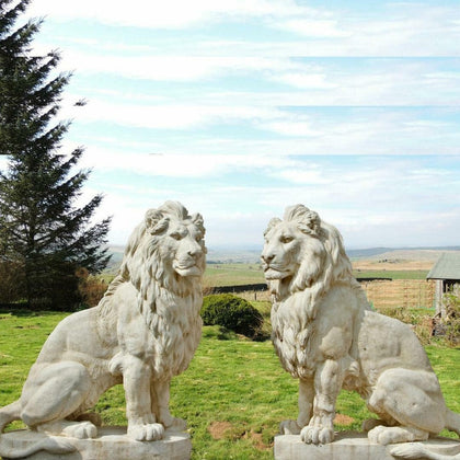 Pair Of Giant Stone Cast Sitting Lions 1.35m High, 600kg each! White Stone, Garden Ornaments, Garden Statue, Drive Way Lions 1200KGS