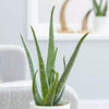 Aloe Vera Succulent Plant - 25-30cm In Height Inc Pot - Perfect for Beginners