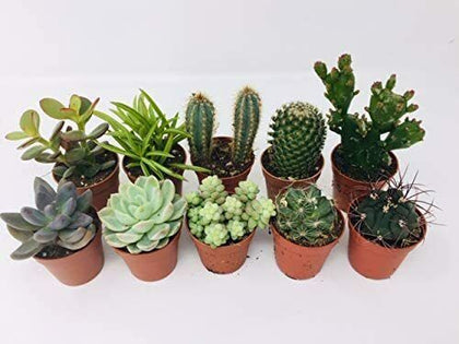 10 Mixed Indoor Plants - 5 Succulents - 5 Cactus Plants in 5.5cm Pots - Indoor