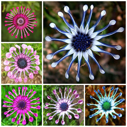 Mix Daisy Osteospermum Seeds Rare Stunning Garden Plant