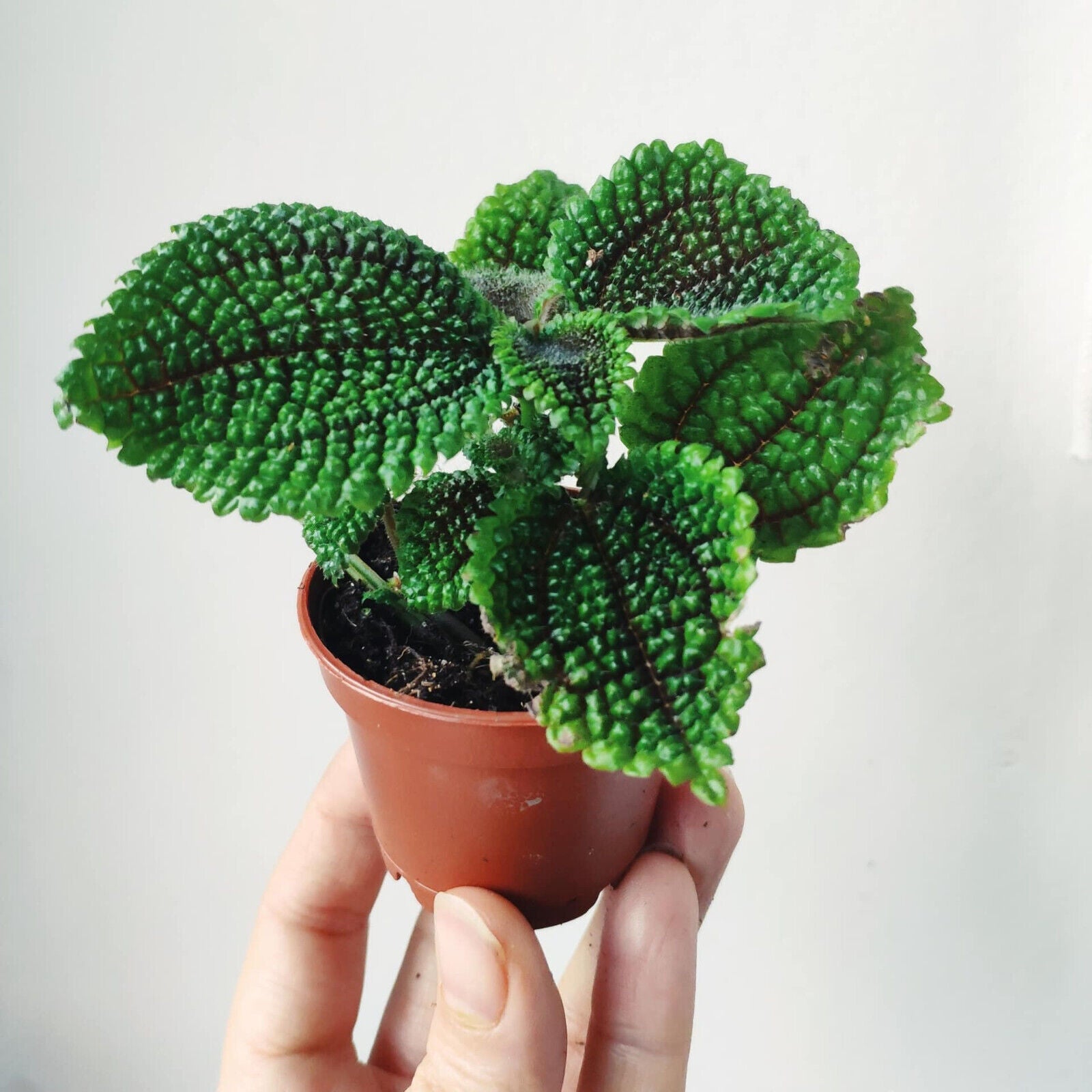 Pilea involucrata 'Moon Valley' Tropical Indoor Air Purifying Plant in 6cm pot