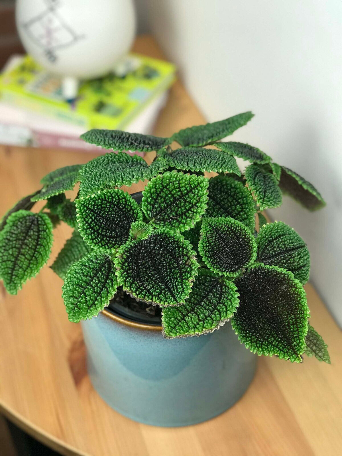 Pilea involucrata 'Moon Valley' Tropical Indoor Air Purifying Plant in 6cm pot