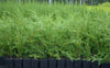 5 X 40-60cms LEYLANDII GREEN EVERGREEN CONIFER HEDGING LEYLANDII PLANT
