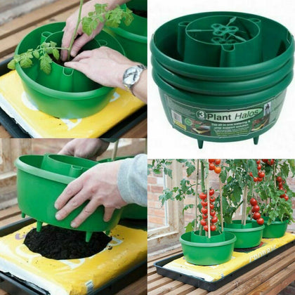 PACK OF 3 GARDEN TOMATO PLANT HALO TOMATOES GROW PLANTER WATER POT TUB HALOS