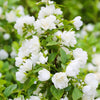 Philadelphus 'Snowbelle' Deciduous Mock Orange Fragrant Shrub | 9cm Pot