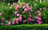 Pink Rose Flower Seeds Garden Plant 10 Seeds