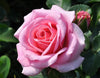 Pink Rose Flower Seeds Garden Plant 10 Seeds